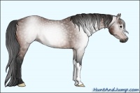 Horse Color:Gray Bay 