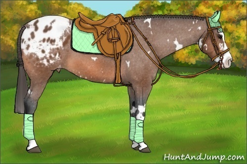 Horse Color:White Spotted Bay Splash Appaloosa 