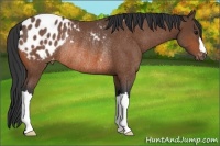 Horse Color:Bay Appaloosa Rabicano 