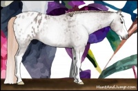 Horse Color:Gray Red Roan Splash Appaloosa 