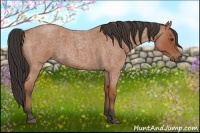 Horse Color:Bay Roan 