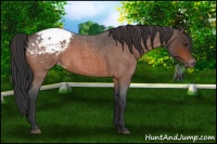 Horse Color:Bay Roan Snowcap 