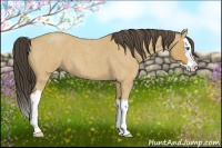 Horse Color:Buckskin Roan Splash 