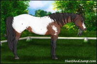 Horse Color:Brown Snowcap Rabicano 