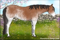 Horse Color:White Spotted Bay 