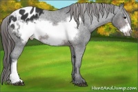 Horse Color:Brown Frame Blanket Rabicano 