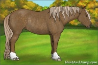 Horse Color:Chocolate Palomino Rabicano