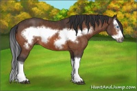 Horse Color:Bay Splash Frame  Brindle
