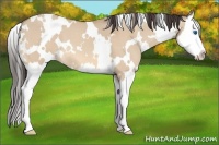 Horse Color:White Spotted Amber Champagne Dun Splash 