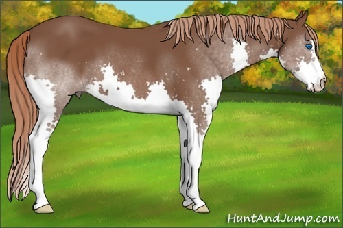 Horse Color: Liver Chestnut Splash 