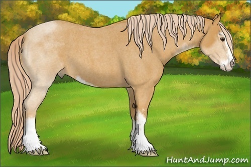 Horse Color: Palomino Roan Sabino 