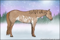 Horse Color:Red Dun Splash  Brindle
