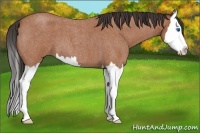 Horse Color:Bay Roan Splash 