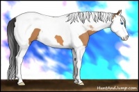 Horse Color:Bay Splash Tobiano