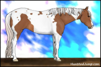 Horse Color:Silver Bay Tobiano