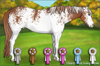 Horse Color:White Spotted Liver Chestnut