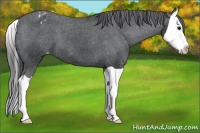 Horse Color:Black Splash Appaloosa 