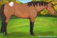 Horse Color:Bay Appaloosa 
