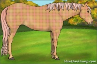 Horse Color:Plaid  Palomino 