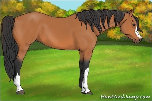Horse Color: Unknown 