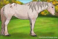 Horse Color:Chestnut Appaloosa 
