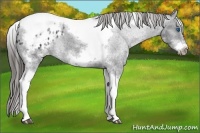 Horse Color:White Spotted Black Splash Tobiano Frame Appaloosa 