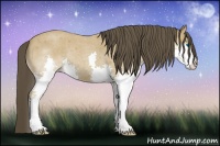 Horse Color:Buckskin Roan Splash 