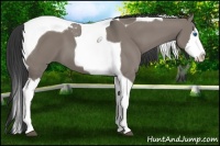 Horse Color:Grullo Splash Tobiano 
