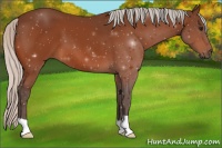 Horse Color:Silver Bay 