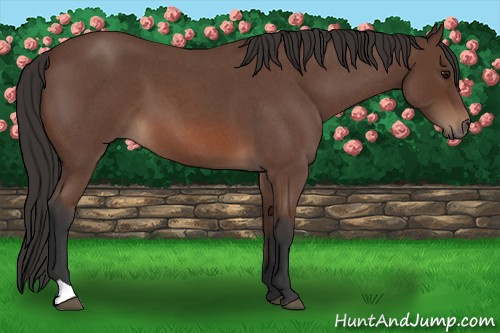 Horse Color: Bay Roan 