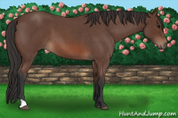 Horse Color:Bay Roan 