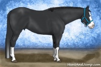 Horse Color:Black Splash