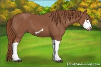 Horse Color:Chestnut Splash Frame 