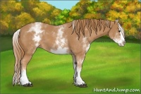 Horse Color:White Spotted Chestnut Splash 