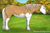 Horse Color:Palomino Splash 