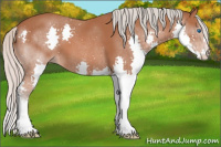 Horse Color:Silver Bay Splash 