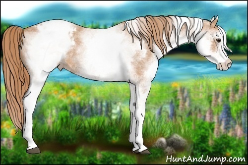 Horse Color: White Spotted Chestnut Blanket 