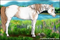 Horse Color:White Spotted Chestnut Blanket 