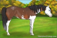 Horse Color:Bay Sabino Splash Varnish 