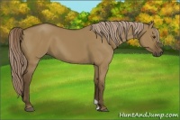 Horse Color:Chocolate Palomino Dun 