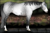 Horse Color:Gray Brown Frame Rabicano