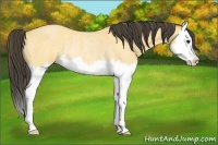 Horse Color:Buckskin Roan Splash Rabicano 