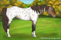 Horse Color:Buckskin Roan Near Leopard 