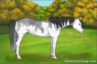 Horse Color:Blue Roan Splash 