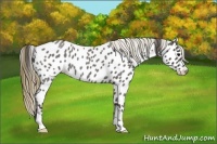 Horse Color:Smoky Blue Roan Near Leopard 