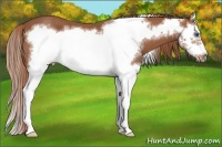 Horse Color:Chestnut Splash Frame  Brindle