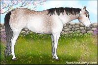 Horse Color:Gray White Spotted Bay 