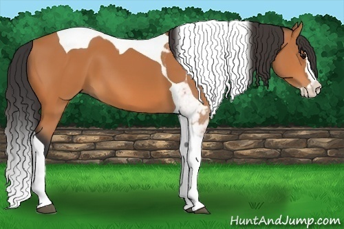 Horse Color:Bay Splash Tobiano 