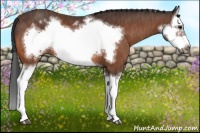 Horse Color:Bay Splash Frame Brindle
