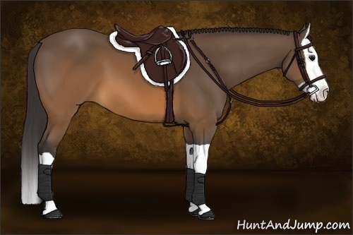 Horse Color:Buckskin Splash 